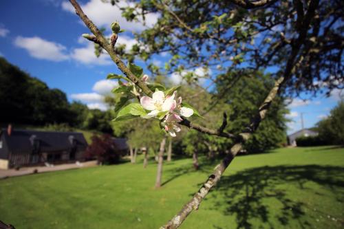 a tree with pink flowers on it in a park at Les Fermes de Florence Bien être et nature in Les Champeaux