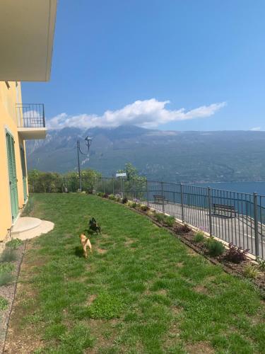 dos perros sentados en el césped junto a un edificio en Villa Belvedere en Gargnano