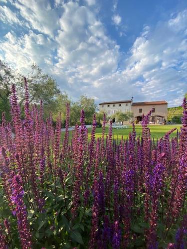 a field of purple flowers in front of a building at Agriturismo Casa Aurora in Bussolengo