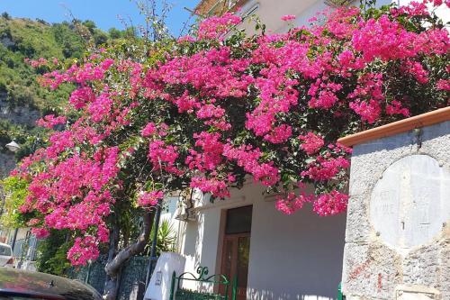 um ramo de flores cor-de-rosa na lateral de um edifício em Casa Grace Amalfi - seaview em Amalfi