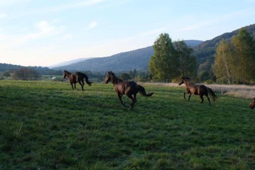 un gruppo di cavalli che corrono in un campo di Horpyna a Krempna