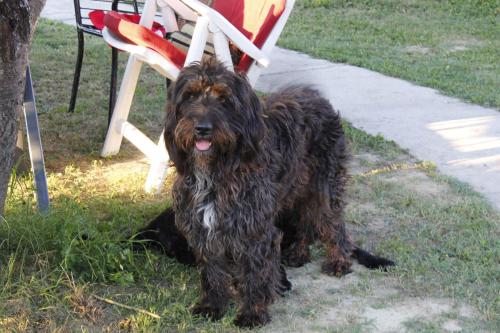 a dog sitting in the grass next to a chair at Apartments Osijek by the River in Osijek