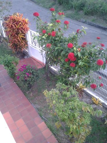 a garden with red flowers and a white fence at Villaventure in Le Vauclin