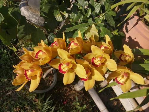 a bunch of yellow flowers on a plant at Ban Chomdoi Resort PhaTang in Ban Pha Tang