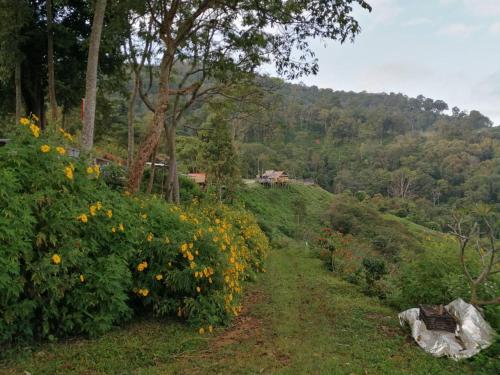 a garden path with flowers on a hill at Ban Chomdoi Resort PhaTang in Ban Pha Tang