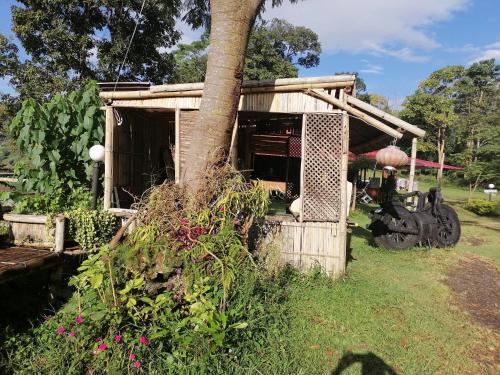 a small house with a tree in a yard at Ban Chomdoi Resort PhaTang in Ban Pha Tang