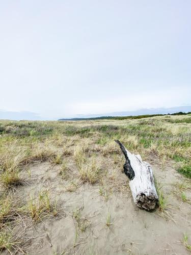 a dead tree stump in a field of grass at Pacific Dunes Resort in Copalis Beach
