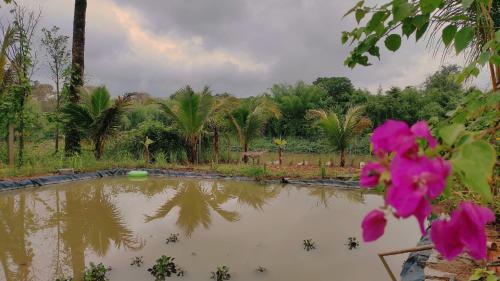 a body of water with palm trees and pink flowers at Homestay Dat Viet in Tân Phú