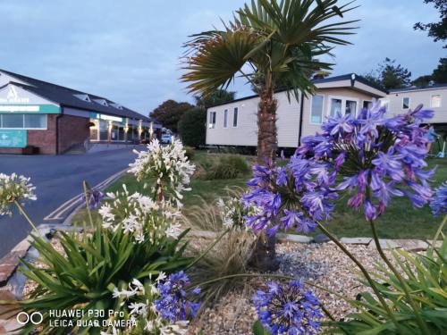 a garden with purple flowers and a palm tree at Newquay buy resort Holiday in Newquay Bay Resort