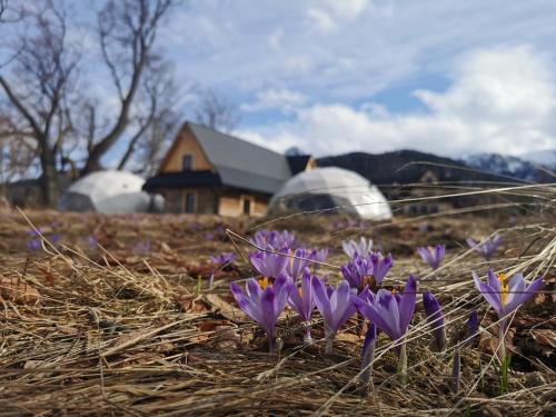 a group of purple flowers in front of a house at Glamp Siedlisko Kościelisko in Kościelisko