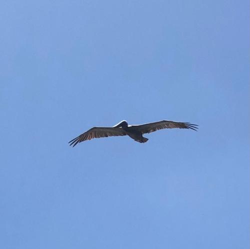 a bird flying in the blue sky at Atlantic Wave Villa in Aguada