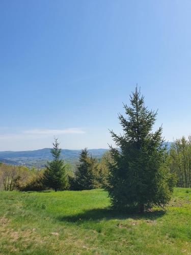 a christmas tree on a hill in a field at Holiday Home Modruš in Modruš