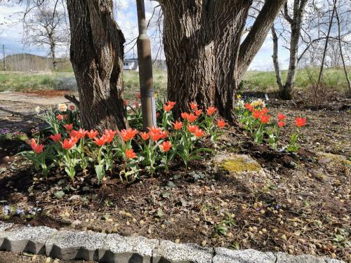 a bunch of orange flowers in front of a tree at Tofta Konstgalleri-Familjelägenhet in Varberg