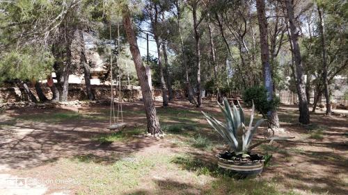 Taman di luar Casa Beja