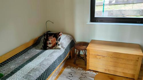 a dog sitting on a bed in a room at Domek letniskowy "Wiewiórka" in Ocypel