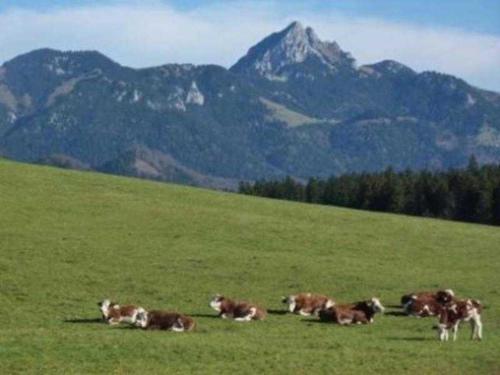 un allevamento di vacche che giace in un campo con montagne di Ferienwohnung Del Toso a Schliersee