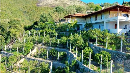 a house on the side of a hill with trees at Philoxenia guest house in Himare