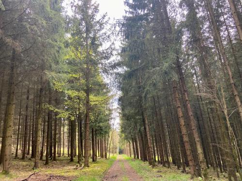 a dirt road in a forest with tall trees at Haus Elise in Kirchheim