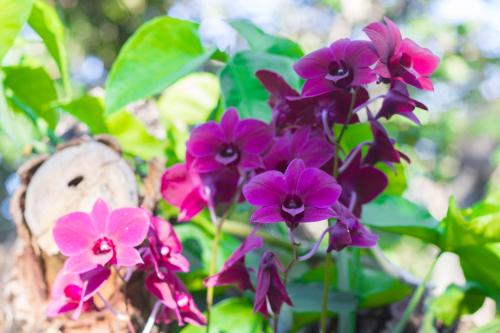 a group of purple flowers in a plant at Vila Flores Pousada in Serra do Cipo