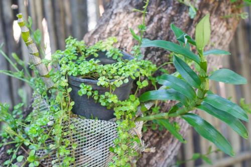 a plant in a pot next to a tree at Vila Flores Pousada in Serra do Cipo