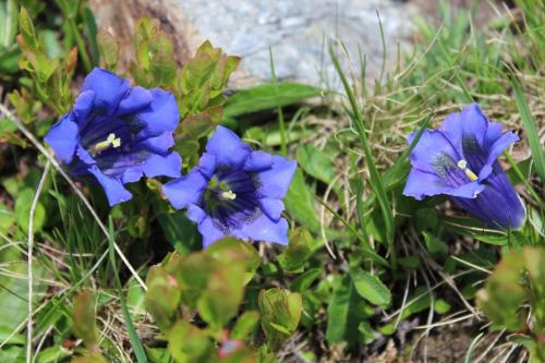 a group of blue flowers in the grass at Haus Annemarie Apartments Kartitsch - Hochpustertal in Kartitsch