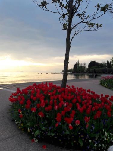 a flower bed with red flowers and a tree at Hotel Orchidea in Bardolino