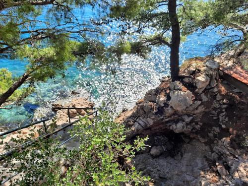 a tree sitting on top of a mountain near the water at Blue Promenade Apartments in Dubrovnik