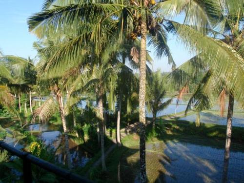 eine Gruppe von Palmen neben einem Wasserkörper in der Unterkunft Toko Toko Bungalows in Ubud