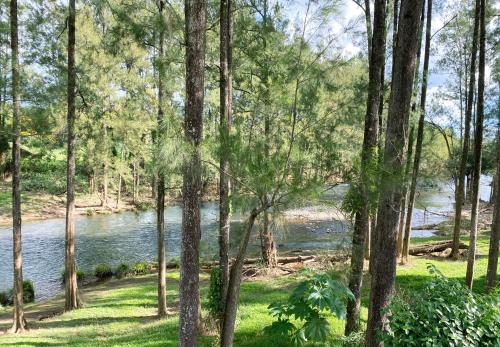 a view of a river through a forest of trees at Birdsong Bellingen Farm in Thora