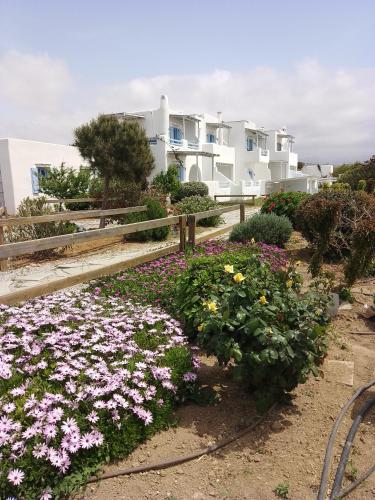 a garden of flowers in front of a building at Annio studios in Plaka