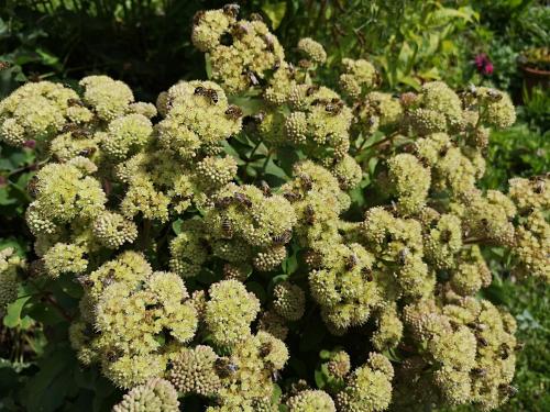 a close up of a bunch of flowers at FP Muehlmann&Schoen in Innervillgraten