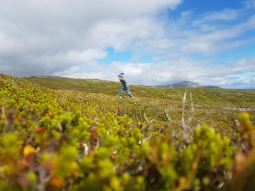 a person walking through a field with a frisbee at Köja Fjällhotell in Edsåsdalen