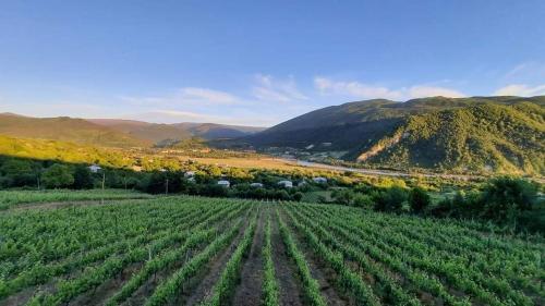 Un paisaje natural cerca de la casa de huéspedes