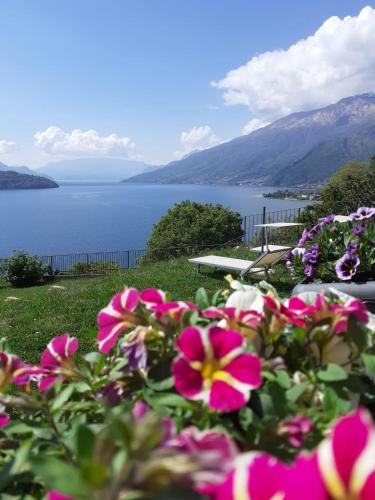 a field of flowers with a view of a lake at Ca' del Barba in Domaso