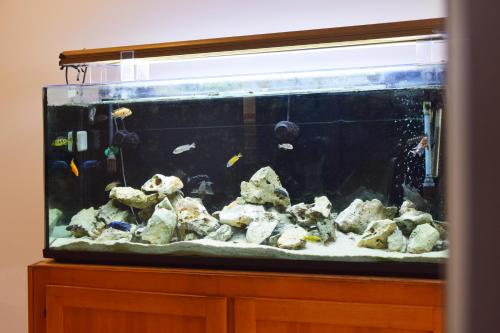 a large aquarium with rocks and fish in it at Hotel La Siesta in Torino di Sangro