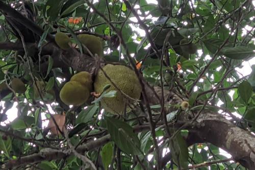 a bunch of green fruit on a tree branch at Silver Oak By Exuberance Stays (Independent Holiday Home) in Wayanad