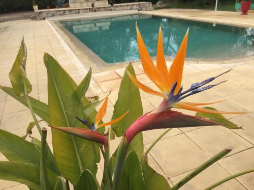 a plant with colorful flowers in front of a swimming pool at Domaine Sagittaires in Le Cannet-des-Maures