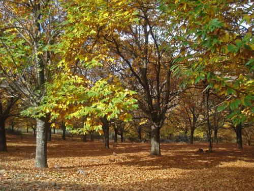 a group of trees with leaves on the ground at Hani Kastania - Chania retreat for families and groups for holidays and workshops in Sémbronas