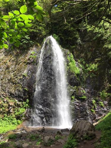 a waterfall in the middle of a forest at Studio face au Thermes in Le Mont-Dore