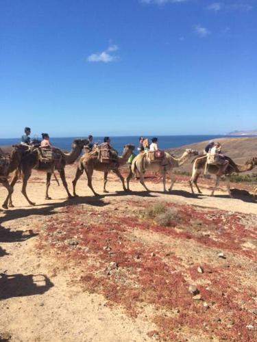 a group of people riding camels on a dirt road at Beach front apartment with stunning ocean views! in Costa Calma