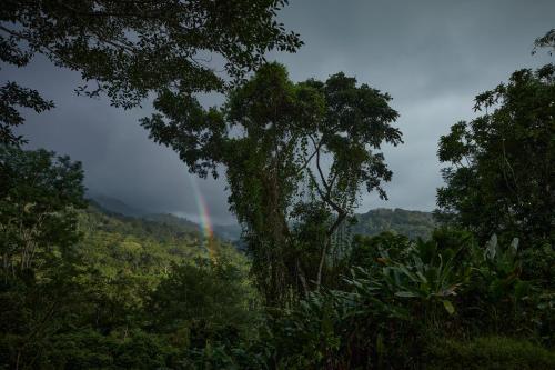 a rainbow in the middle of a forest with trees at ACHIOTÉ Architectural Gem - Adults Only in Uvita
