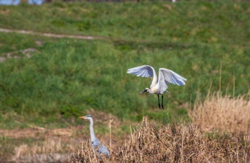 two birds flying in a field of grass at Holidayhome Geuzenhoeve op de Munnickaij in Schellinkhout
