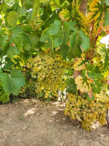 a bunch of green grapes hanging from a tree at Quinta dos Padrinhos - Suites in the Heart of the Douro in Lamego