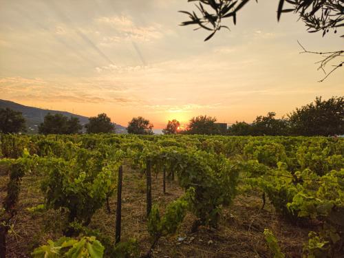 a vineyard at sunset with the sun setting in the background at Quinta dos Padrinhos - Suites in the Heart of the Douro in Lamego