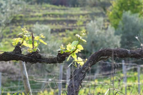 a tree branch with some leaves on it at Quinta dos Padrinhos - Suites in the Heart of the Douro in Lamego
