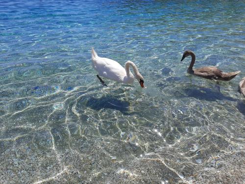 two birds are swimming in the water at Andros Eco Home in Gavrion