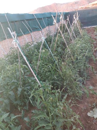 a garden with a bunch of plants behind a fence at Andros Eco Home in Gavrion