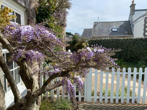 a tree with purple flowers next to a white fence at Country cottage with private garden close to beach in St. Mary
