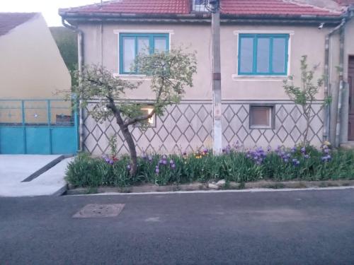 Сад в Casa Turcoaz