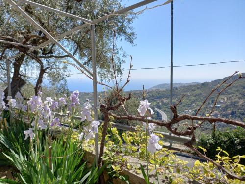 a garden of flowers with a view of a mountain at La casa di Elda in Sanremo